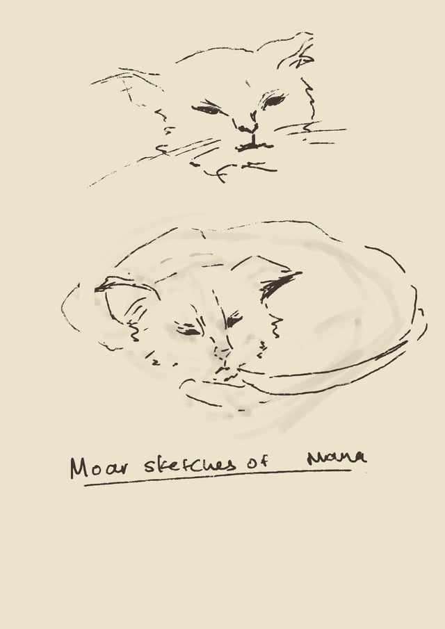 Two loose sketches of a fluffy cat, one facing forward and one curled up.