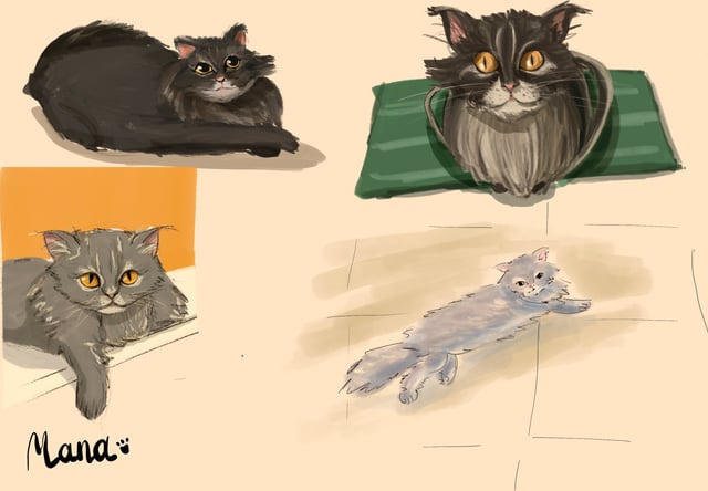 Four painted studies of a fluffy gray cat resting, sitting upright, and stretching.
