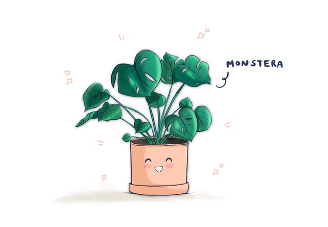 Monstera plant in a smiling pink pot with small decorative marks around its leaves.