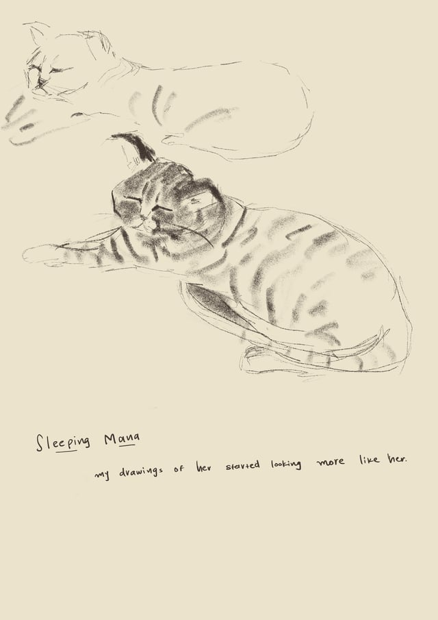 Loose journal sketches of a cat curled up asleep.