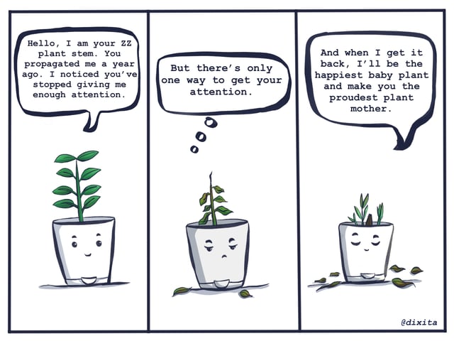 Three-panel comic of a potted ZZ plant describing its changing care and appearance.